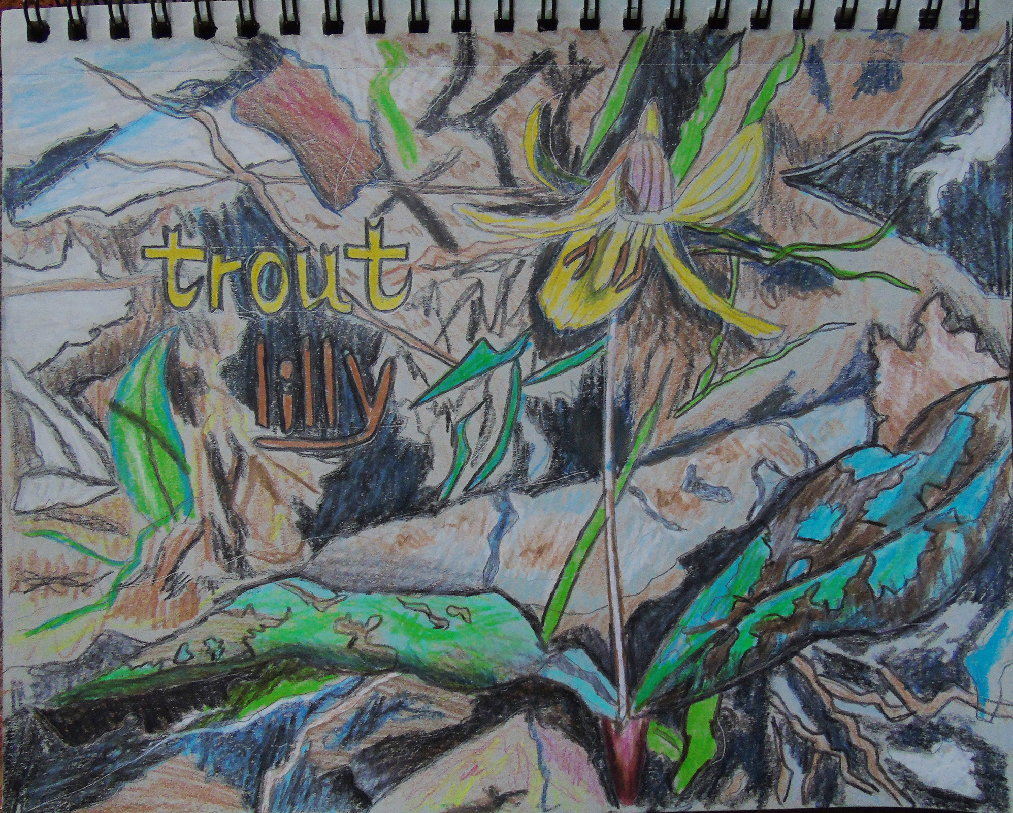 trout_lilly_toned_sketchbook_ul