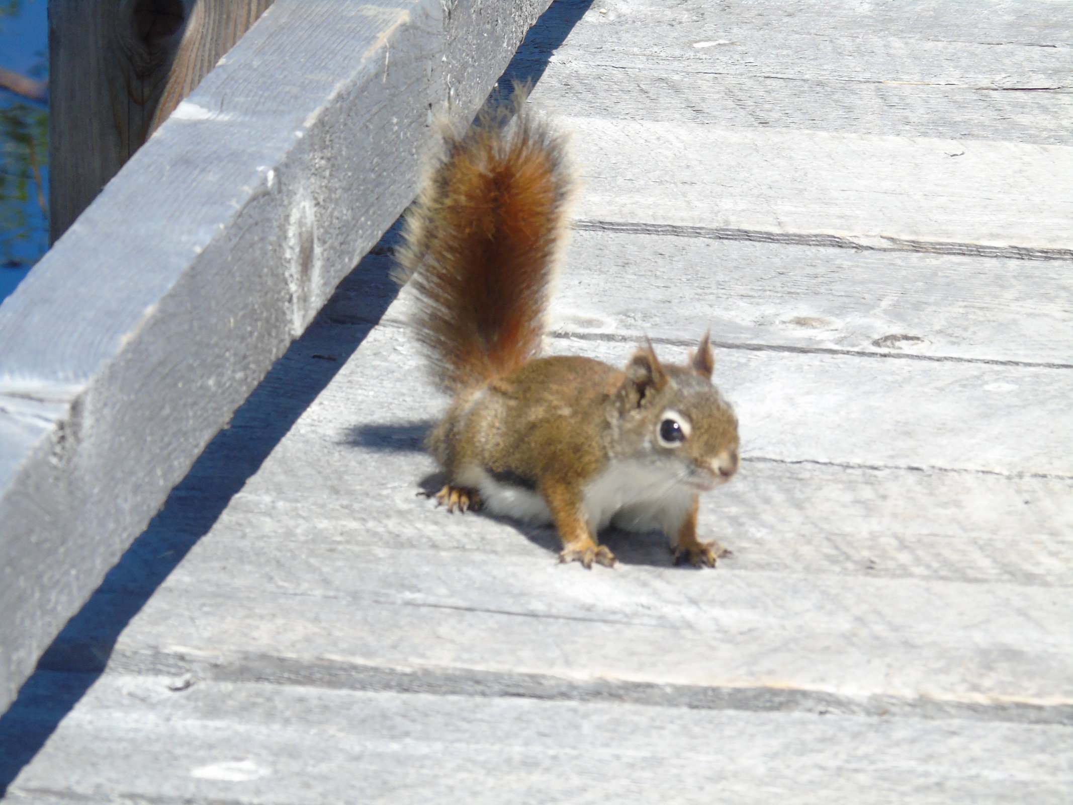 boardwalk_squirrel2_ul