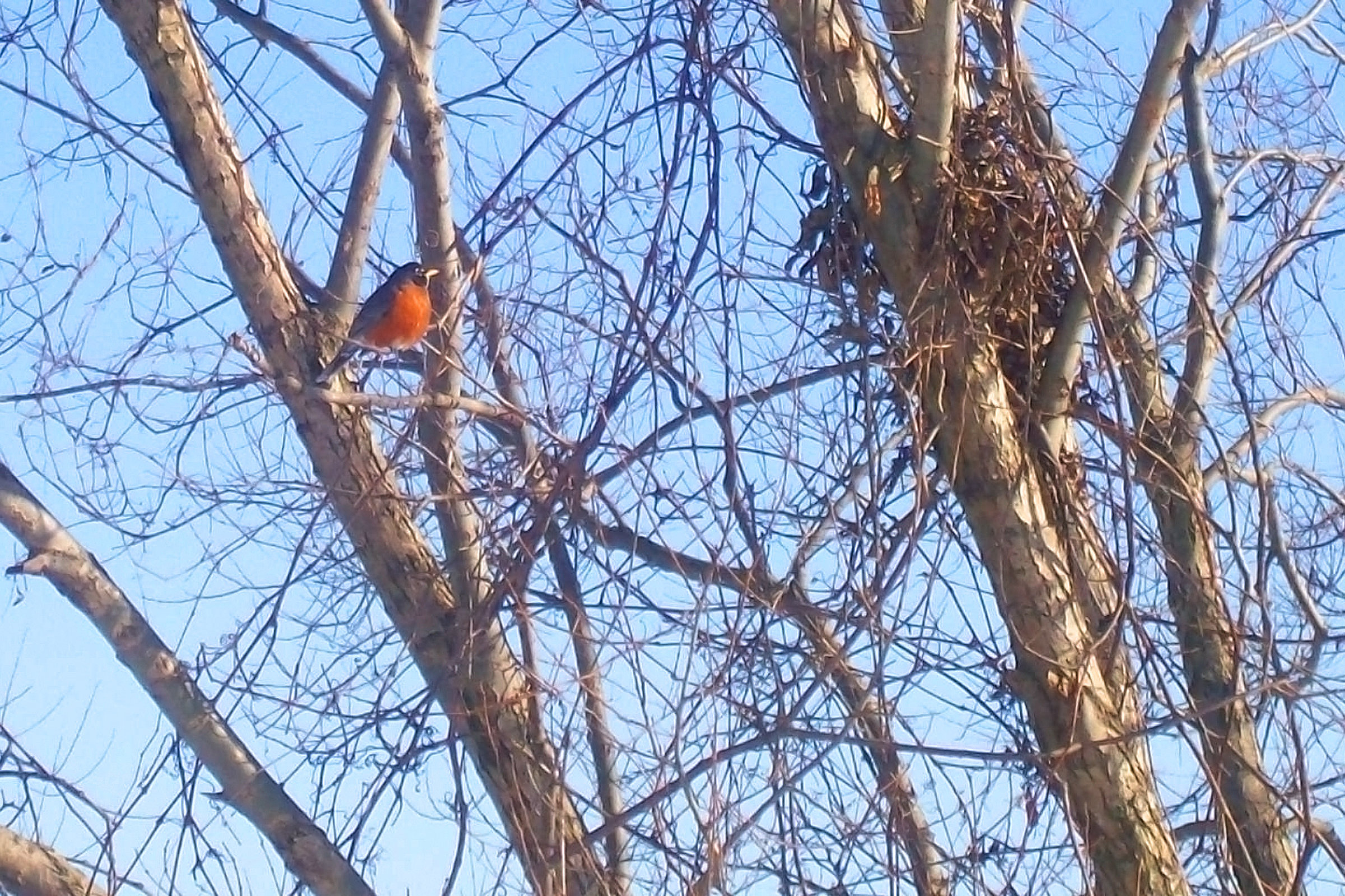 February robin