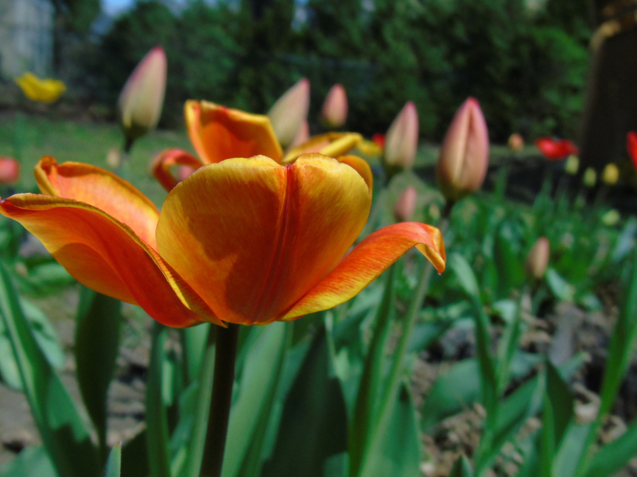 tulips2015_5_ul